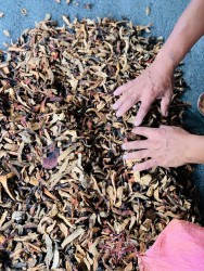  घरबासको आकर्षक परिकार रातो च्याउ